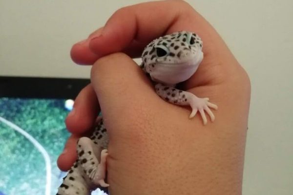 Gecko Léopard Gecko Léopard