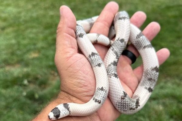 Ghost Honduran Milk Snake by JMac Reptiles Ghost Honduran Milk Snake by JMac Reptiles