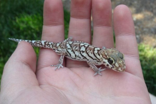 Gizmo - Pictus (Panther) Gecko