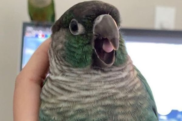 Green chekeed conure Green chekeed conure