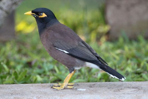 Greenham Birding