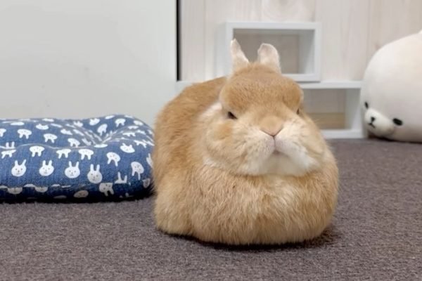 Grumpy bunny
