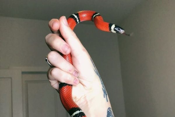 Gucci Gucci