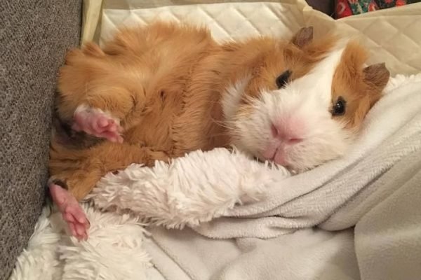 Guinea Piggies_ Photo