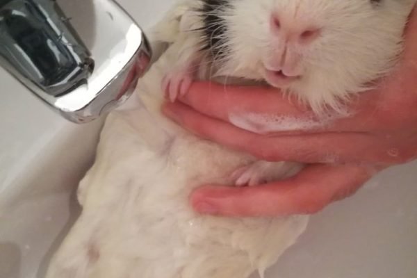 Guinea pig bath_