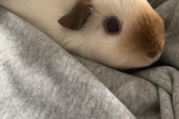 Guineapig 🧸