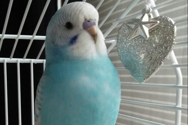 Handsome young budgie ♥