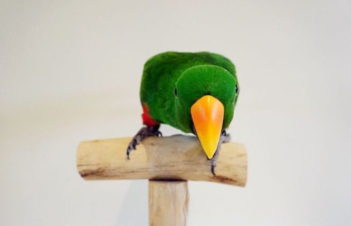 Happy the Eclectus parrot (3) Happy the Eclectus parrot (3)