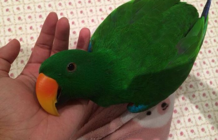 Happy the Eclectus parrot Happy the Eclectus parrot