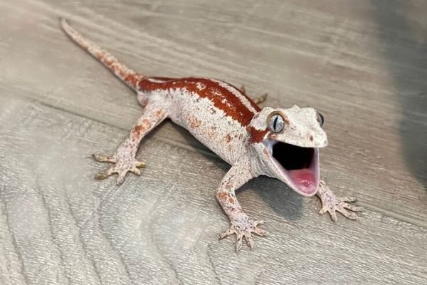 High Red Male Gargoyle Gecko by Houston Gecko