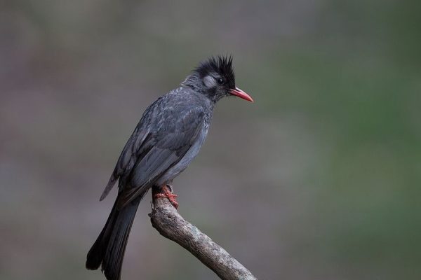 Himalayan black bulbul Himalayan black bulbul