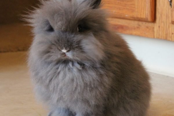 His name is Hufflepuff_