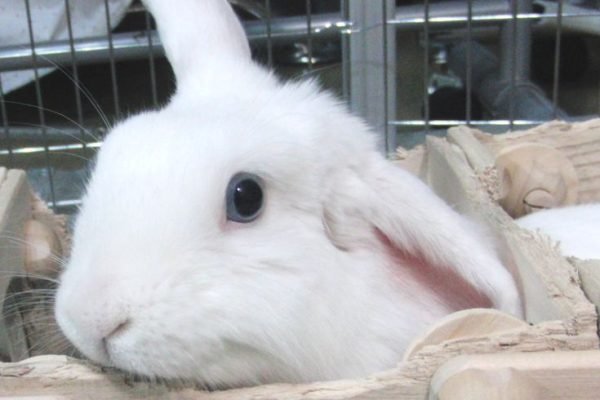 Holland Lop Blue Eyed White Bunny Rabbit USA