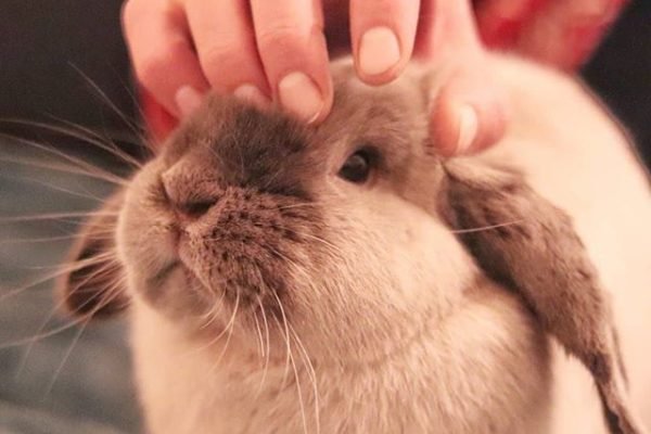 How to bond with your rabbit_