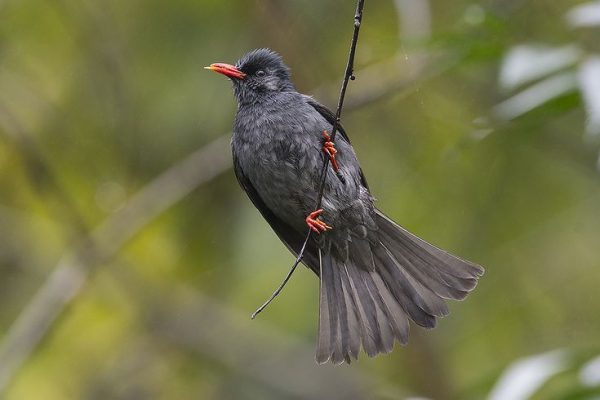 Hypsipetes leucocephalus leucothorax Hypsipetes leucocephalus leucothorax