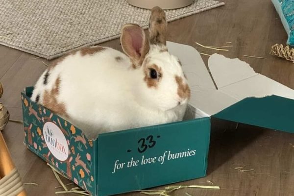 If it fits, I sits_ 🐰📦 __@kayceehong