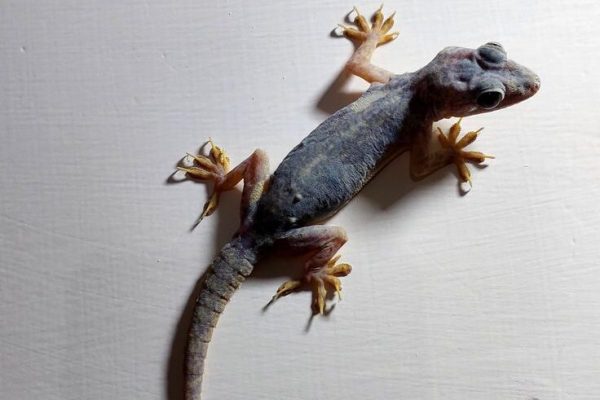 Indian Common House Gecko (HEMIDACTYLUS FRENATUS) Indian Common House Gecko (HEMIDACTYLUS FRENATUS)
