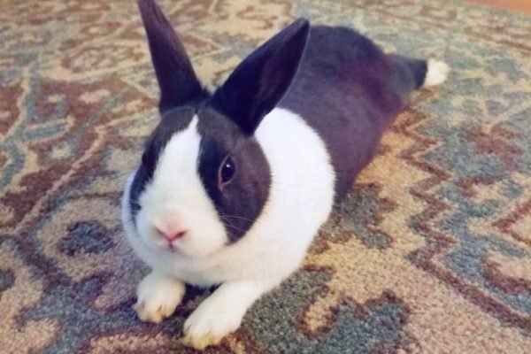 Introducing Millie - my new pet! _ Mel Makes It Happen