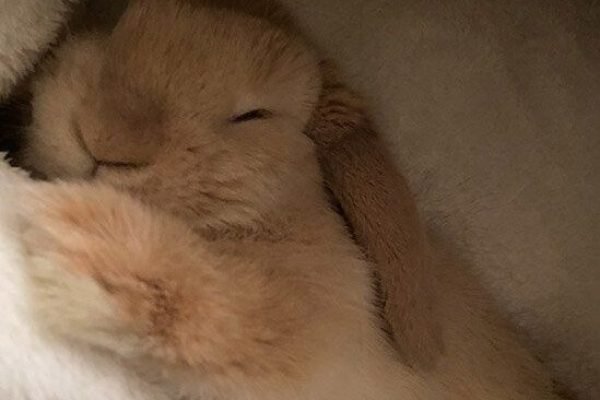 Is There Anything More Innocent Than a Peacefully Sleeping Bunny So Trusting of Her Surroundings_ — The Daily Bunny Is There Anything More Innocent Than a Peacefully Sleeping Bunny So Trusting of Her Surroundings_ — The Daily Bunny