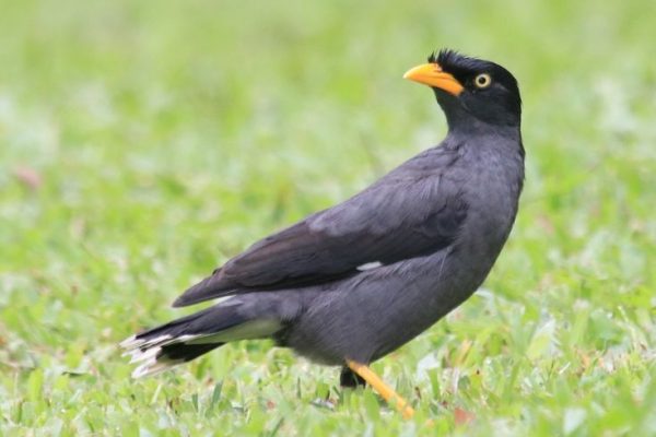 Javan Myna - eBird