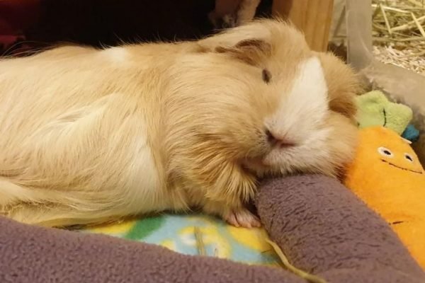 Just having a little snoozing 😪💤😴