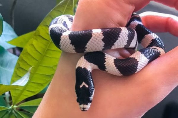 Juvenile California king snake Juvenile California king snake