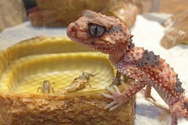 Knob Tail Gecko Knob Tail Gecko