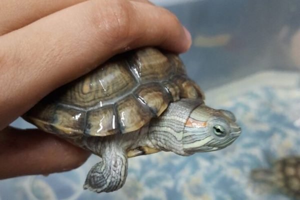 Lata the turtle