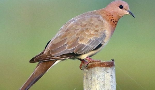 Laughing Dove - Spilopelia senegalensis
