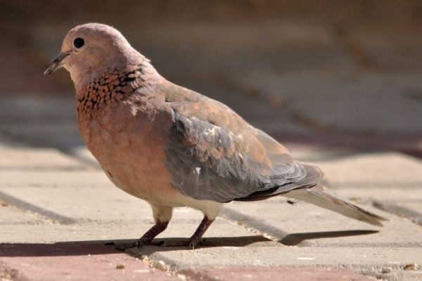 Laughing Dove