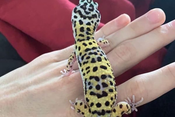 Leopard Gecko Cost Leopard Gecko Cost