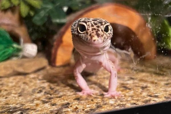 Leopard Gecko Enrichment Idea_ Give more hide and climbing objects Leopard Gecko Enrichment Idea_ Give more hide and climbing objects