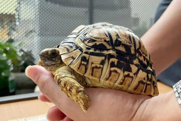 Leopard Tortoise – The Fourth Largest Tortoise in the World – Learn About Nature Leopard Tortoise - The Fourth Largest Tortoise in the World - Learn About Nature