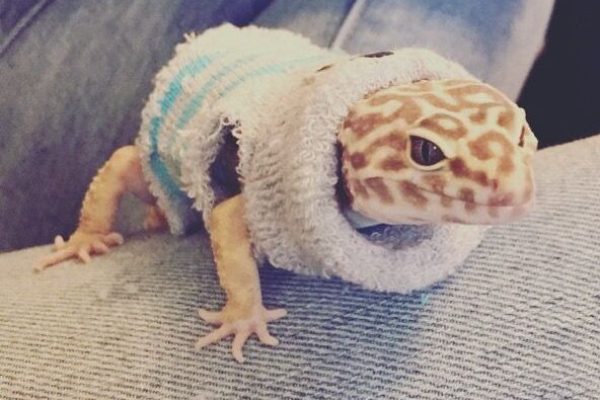 Leopard gecko in a sweater Leopard gecko in a sweater
