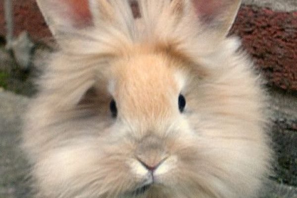 Lion Rabbit; I want one_