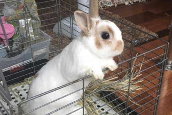 Literally Just 21 Super Cute Pictures Of Dwarf Bunnies That’ll Make You Say “Aww”