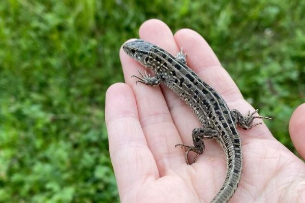 Lizard Lizard