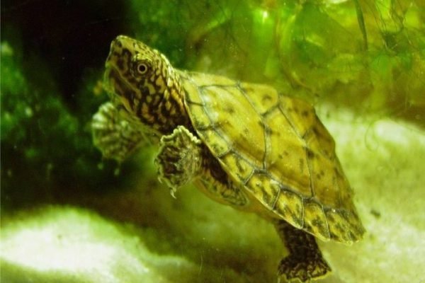 Loggerhead Musk Turtle - Loggerhead Musk Turtle