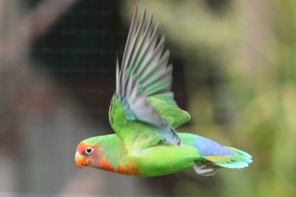 Love Bird in Flight