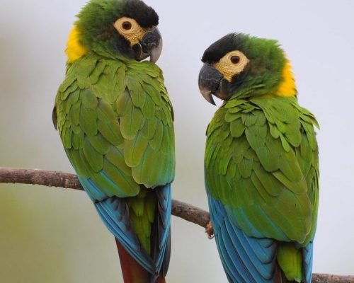 Maracanã-de-colar _ Yellow-collared Macaw Maracanã-de-colar _ Yellow-collared Macaw