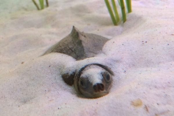 Masika the pig nose turtle Masika the pig nose turtle