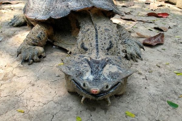 Mata Mata turtle, Peru_ Animal Sanctuary by stuart oxford, via Flickr