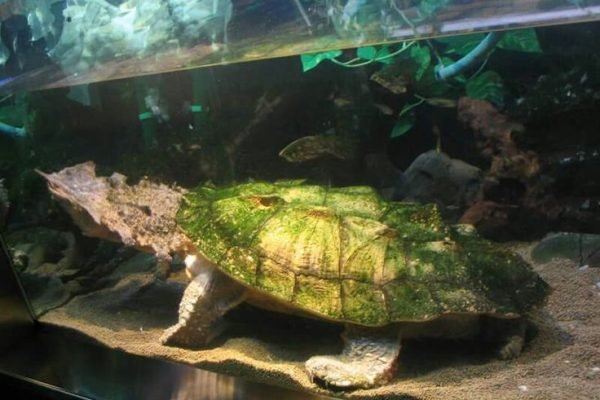 Matamata Turtle