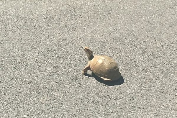 Missouri turtle crossing the road