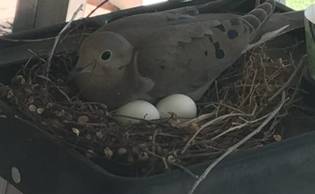 Momma Mourning Dove settling onto her nest - taken with an iPhone 6s