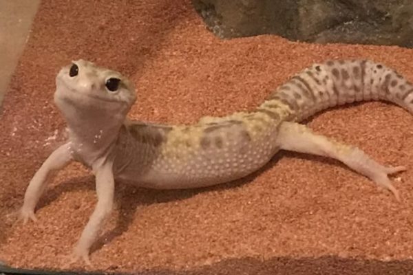 Mushu our photogenic leopard gecko_ Mushu our photogenic leopard gecko_