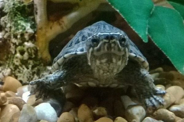 Musk Turtle Musk Turtle
