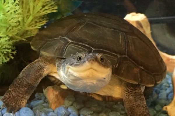 My African sideneck turtle!