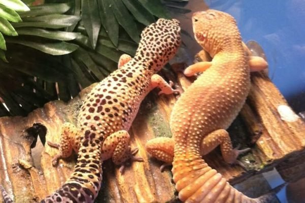 My Leopard geckos (1)
