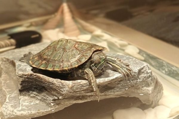My baby MICHELANGELO 🤍 My baby MICHELANGELO 🤍